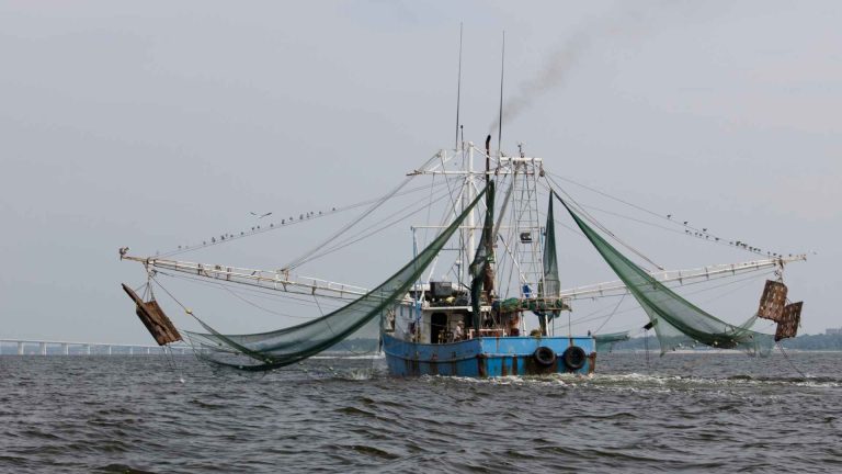 How Do Shrimp Boats Work: A Comprehensive Guide