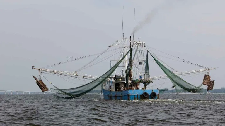 How Do Shrimp Boats Work: A Comprehensive Guide