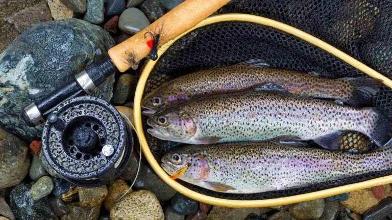Why Are Trout Nets So Expensive?