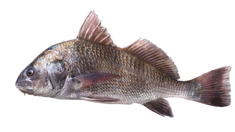 Black Drum vs Sheepshead – What’s the Difference?