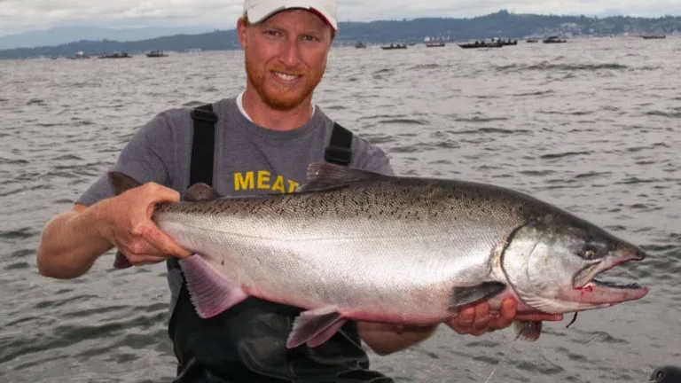 How to Identify a Tule Salmon?