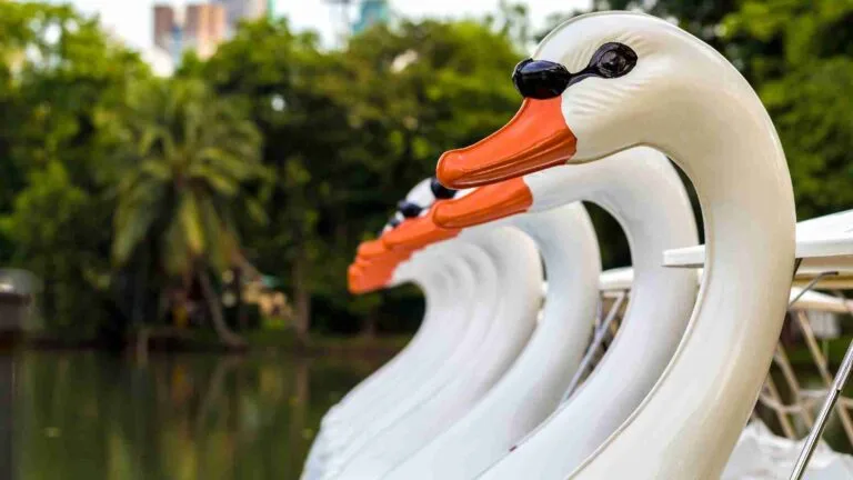 Swan Boat Clubs: A Dive into Aquatic Leisure and Community