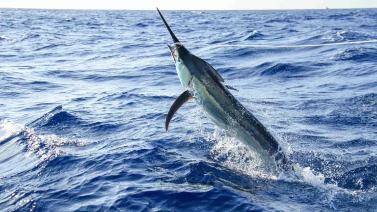 Swordfish Boats: Unveiling the Mystery Behind the Name