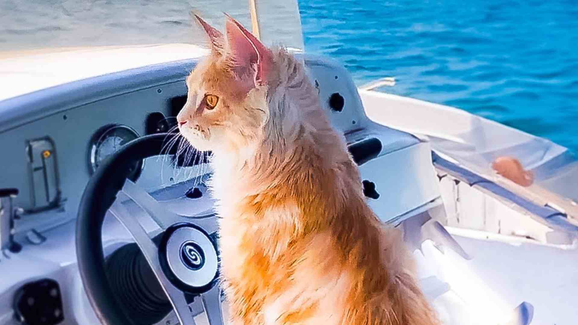 6 Tips for Boating with Cats: A Comprehensive Guide