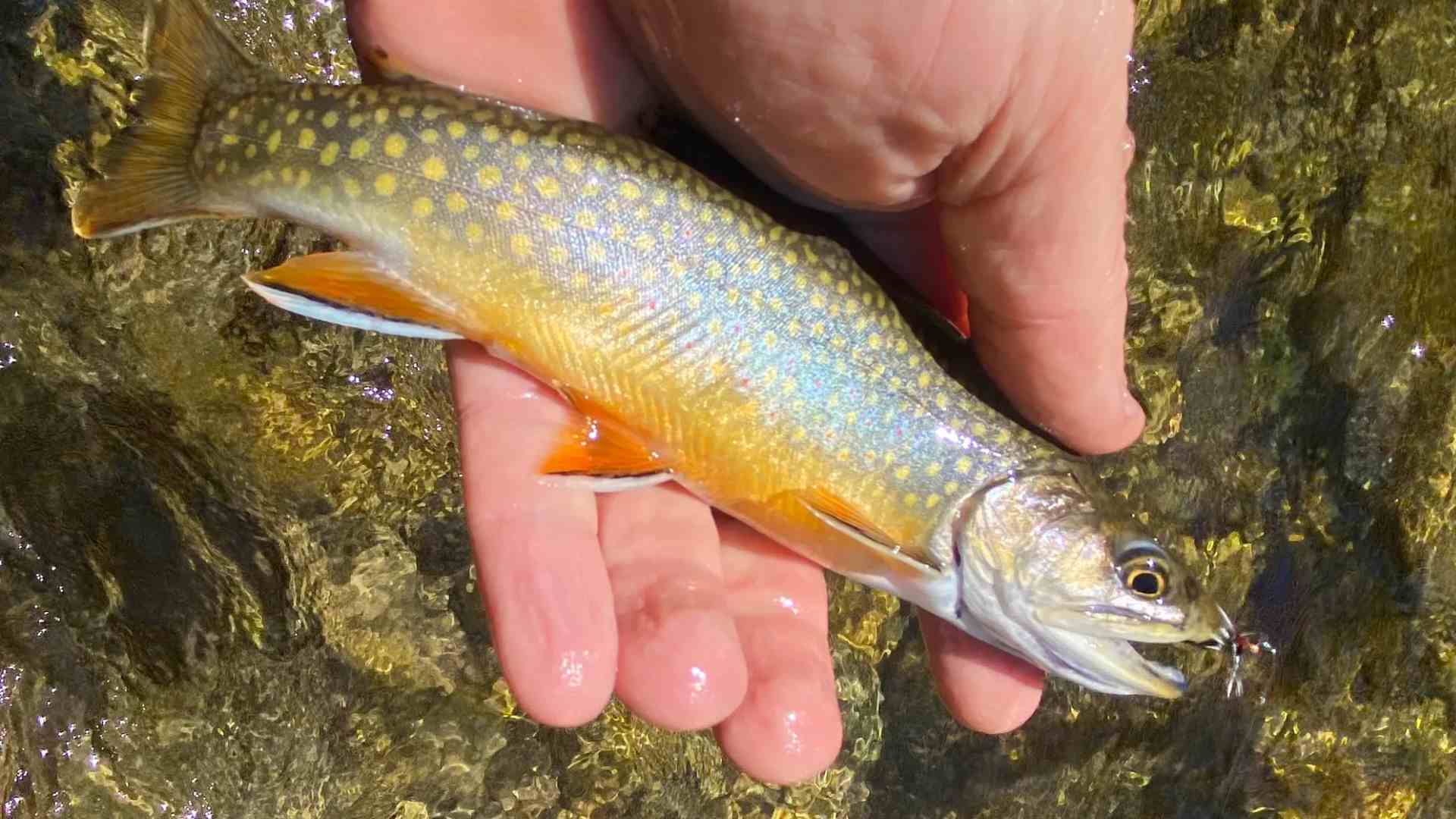 Freshwater Fishing: Brook Trout - A Comprehensive Guide