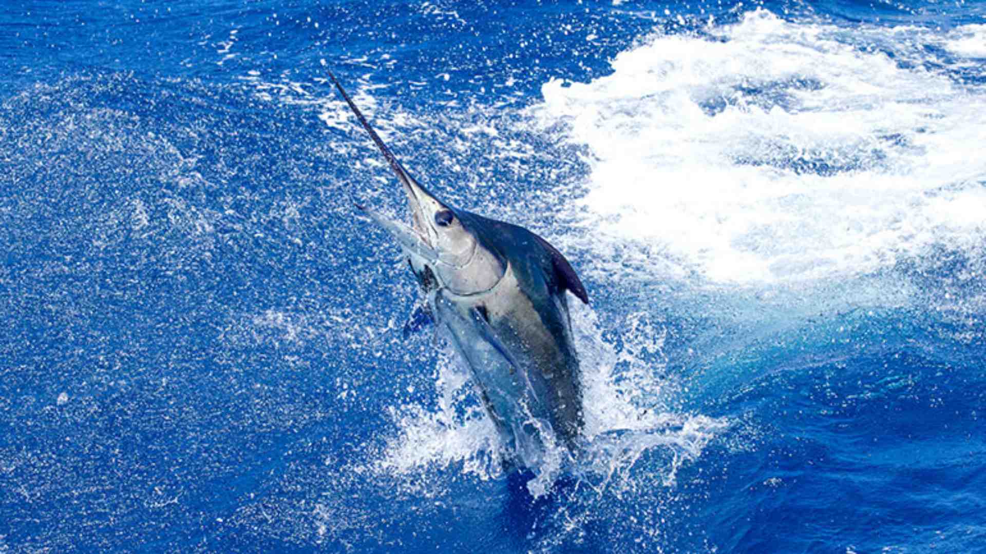 Saltwater Fishing Gear: Rods, Reels, & Bait