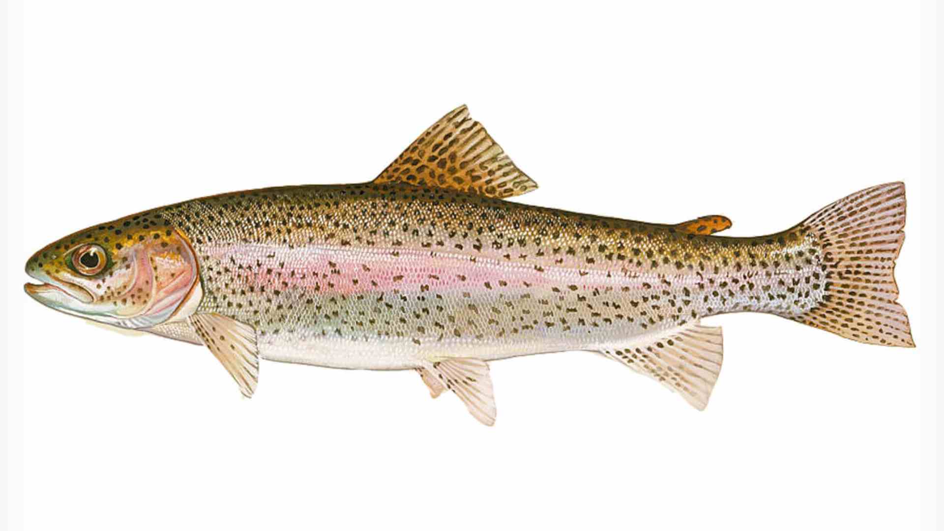 Freshwater Fishing: A Comprehensive Guide to Rainbow Trout