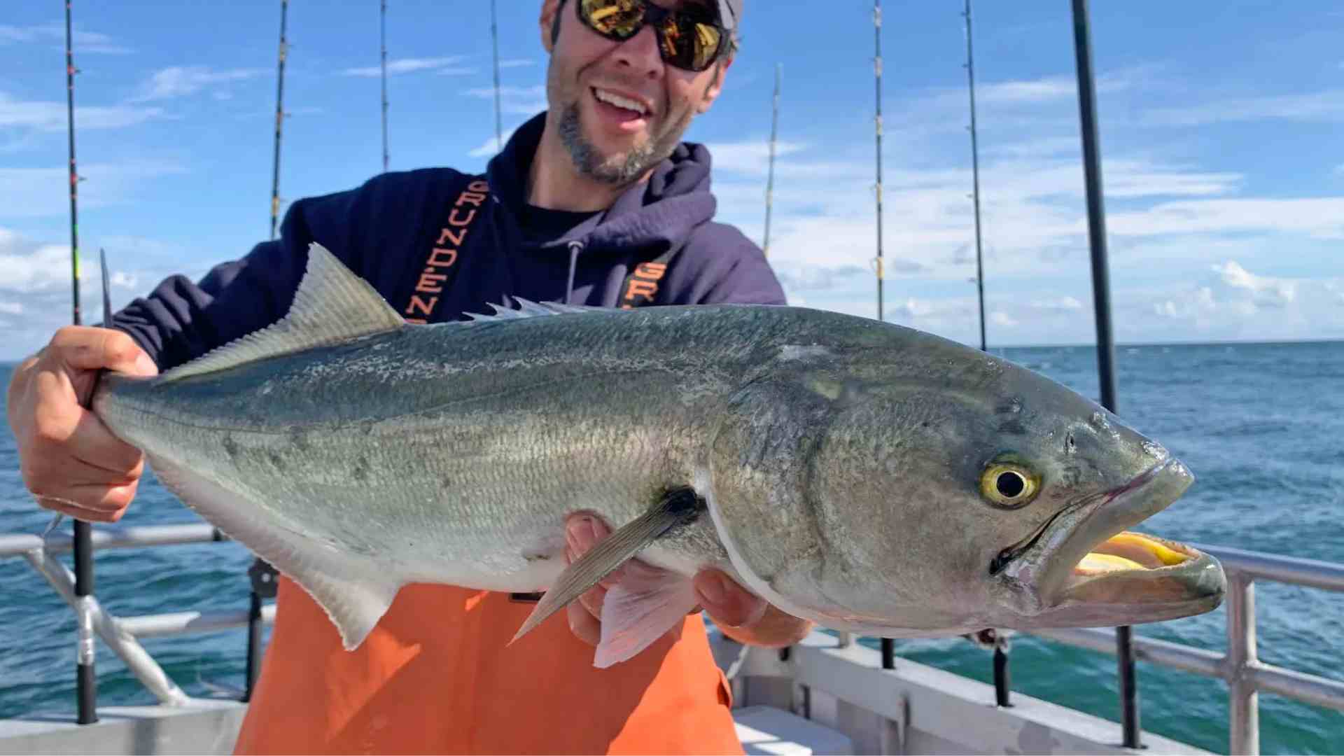 Saltwater Fishing: Bluefish Comprehensive Guide