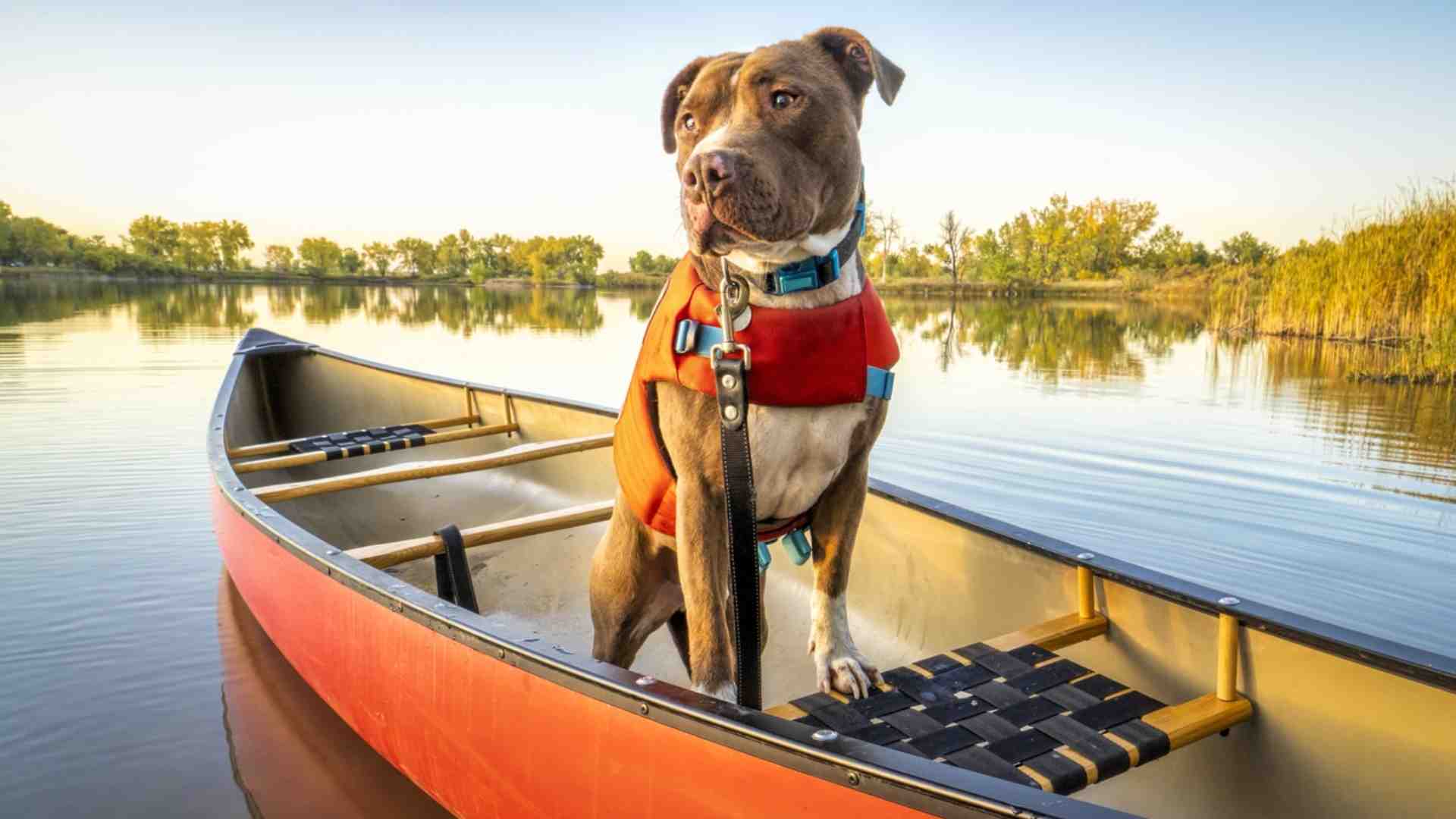 Boating with Pets: Pet-Friendly Adventures on the Water
