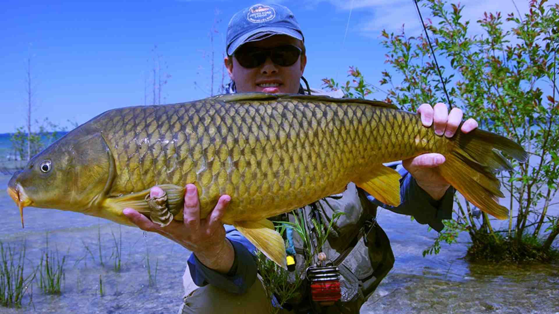Freshwater Fishing - Carp