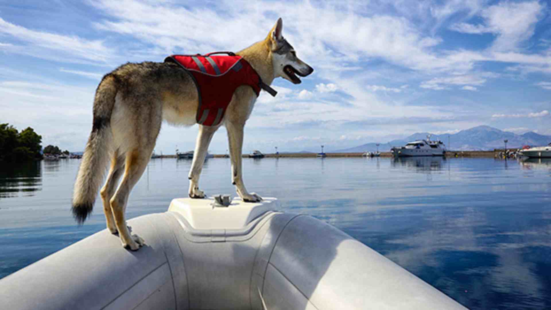 7 Top Tips for Taking Your Dog Boating