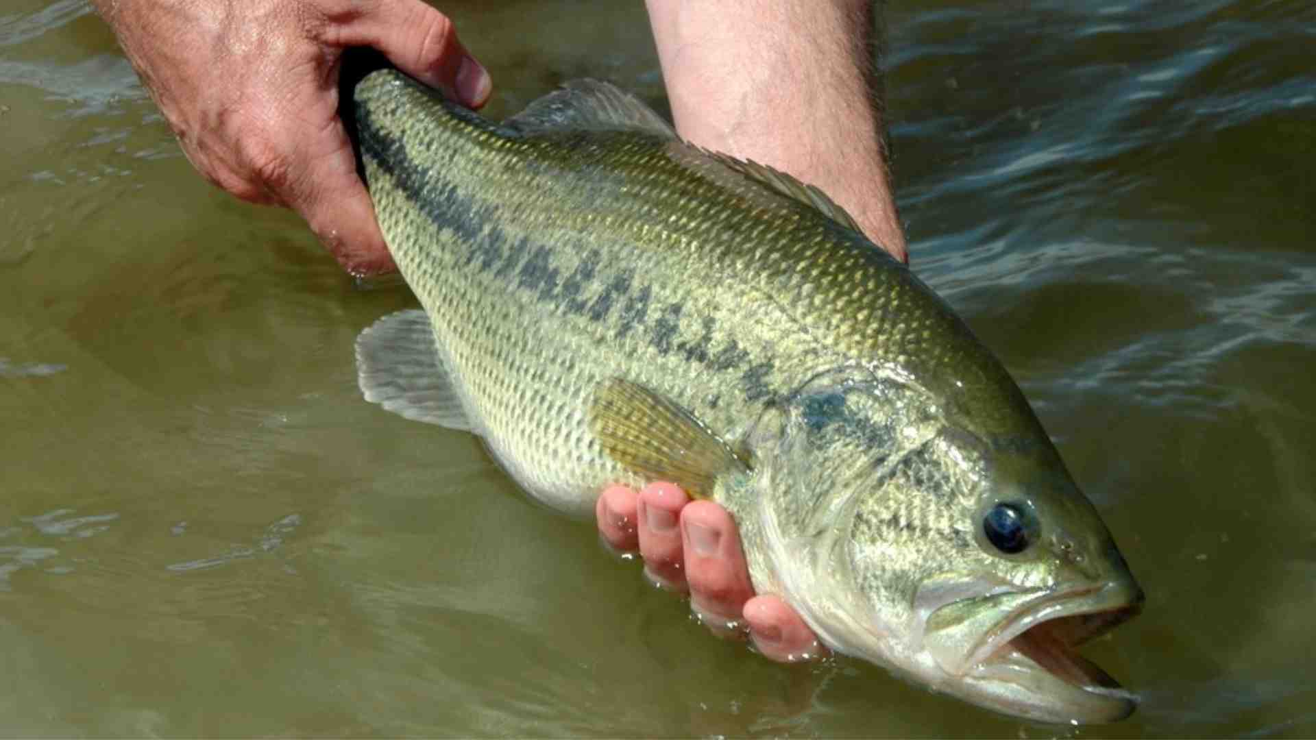 The Ultimate Guide to Catch and Release Fishing