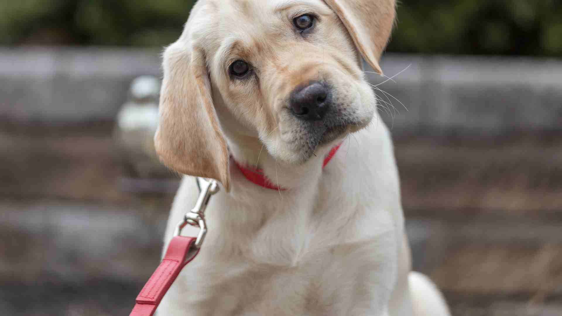 15 Great Dog Breeds for Sailors and Boaters (and why)