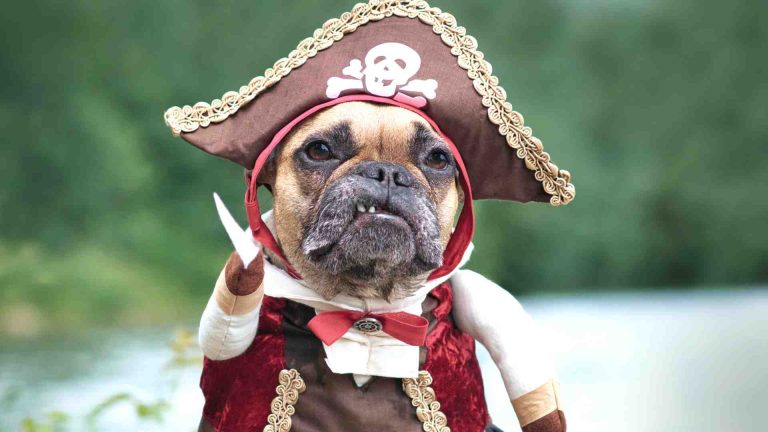Which Famous Pirate Are You? Navigate Your Personality