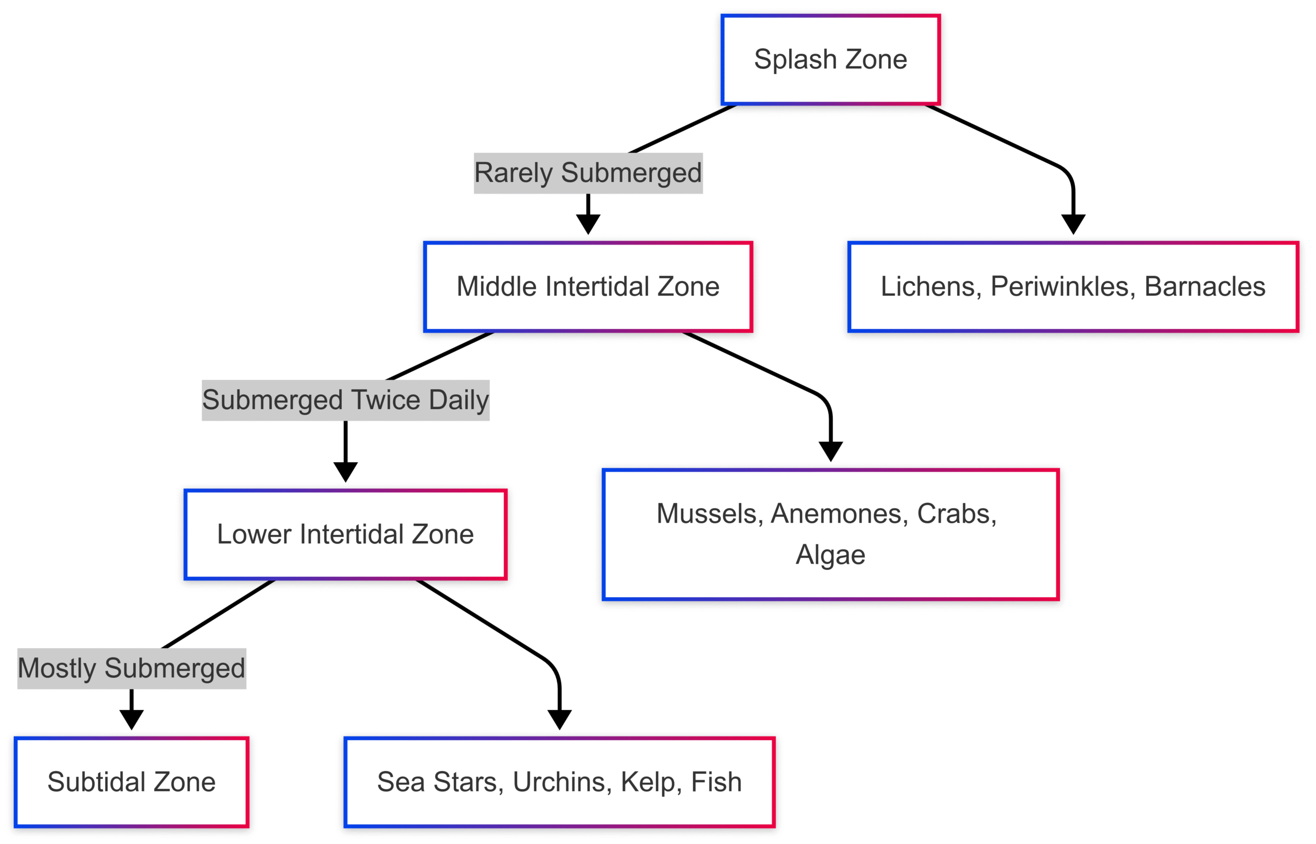 Exploring the Rocky Shore: A Guide to Intertidal Zones Exploring the Rocky Shore: A Guide to Intertidal Zones