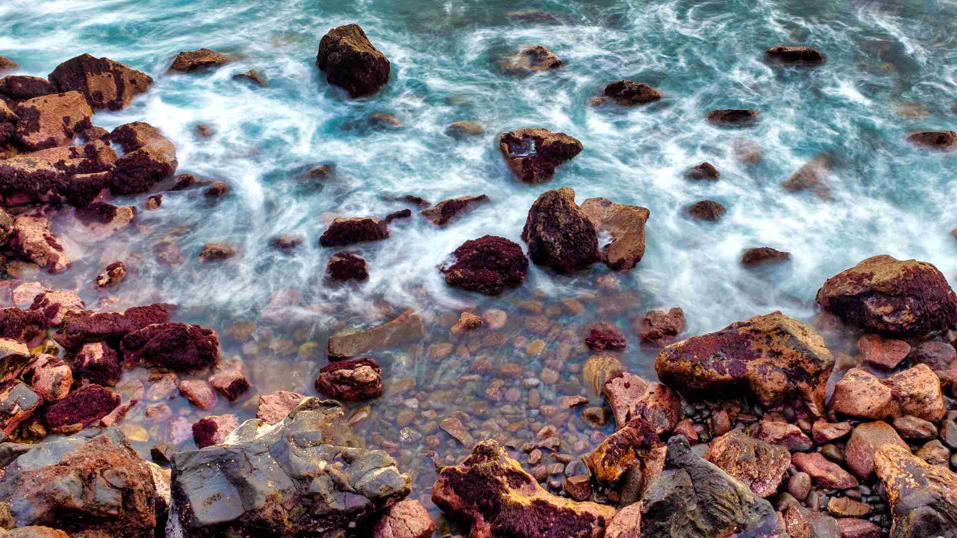 Exploring the Rocky Shore: A Guide to Intertidal Zones