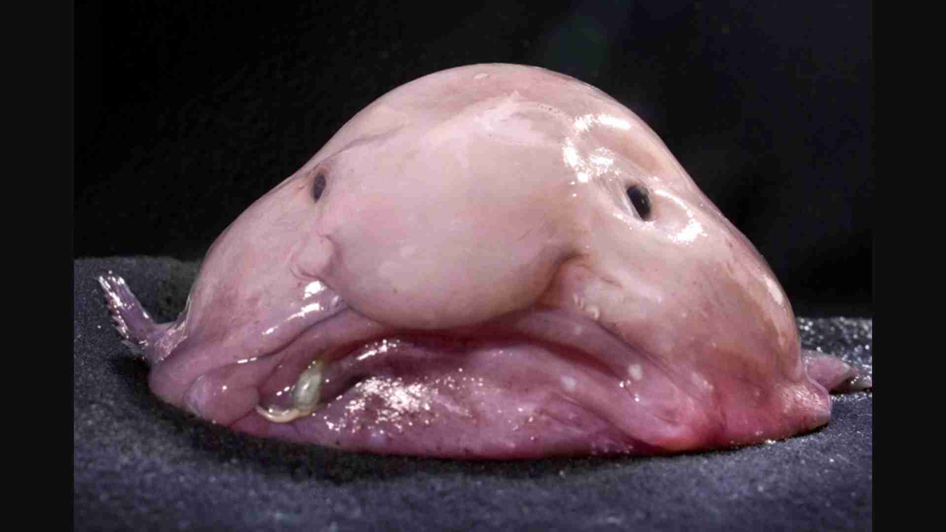 The 20 Ugliest Fish in the Ocean (With Photos) The 20 Ugliest Fish in the Ocean (With Photos)