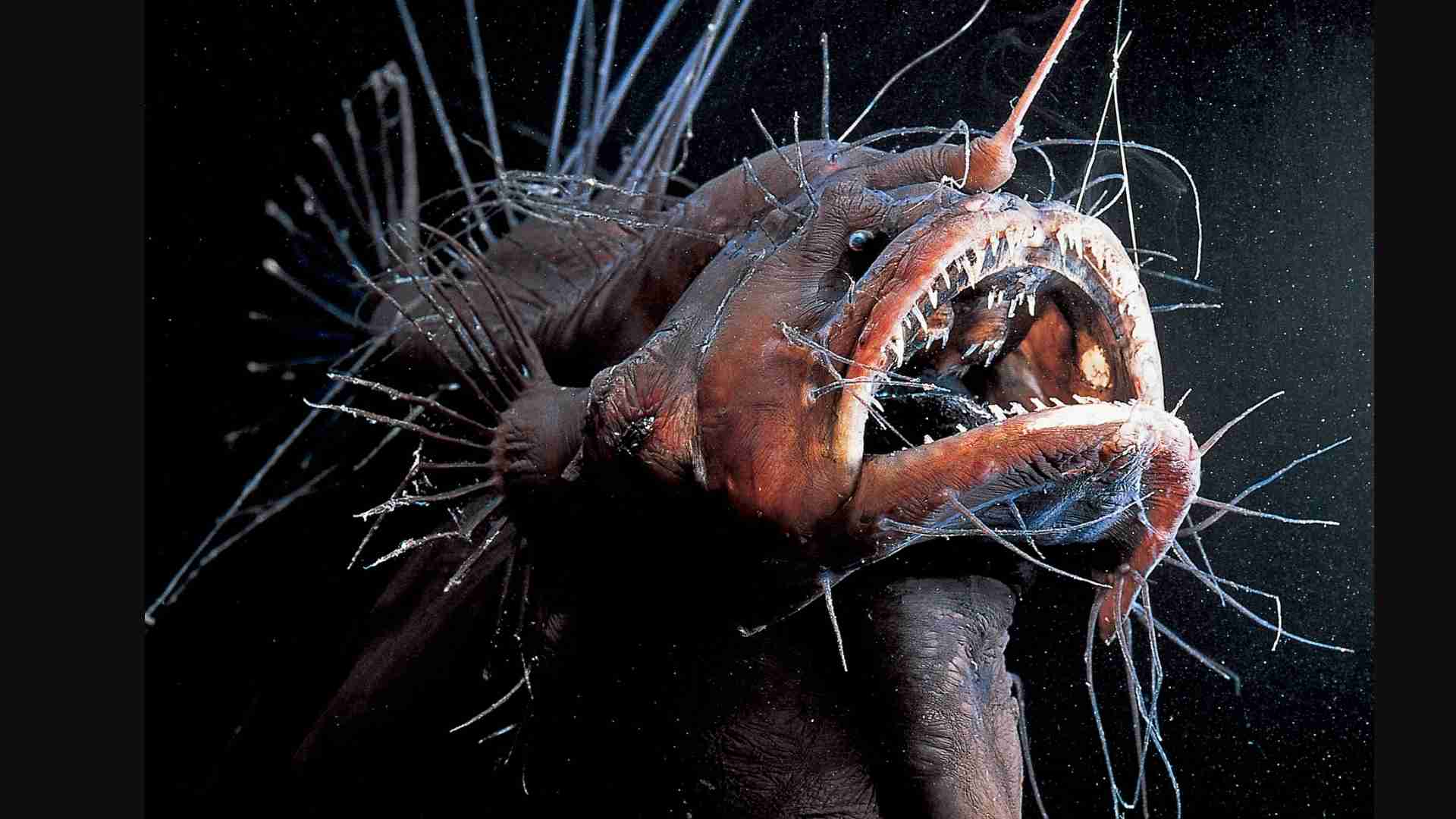 The 20 Ugliest Fish in the Ocean (With Photos) The 20 Ugliest Fish in the Ocean (With Photos)
