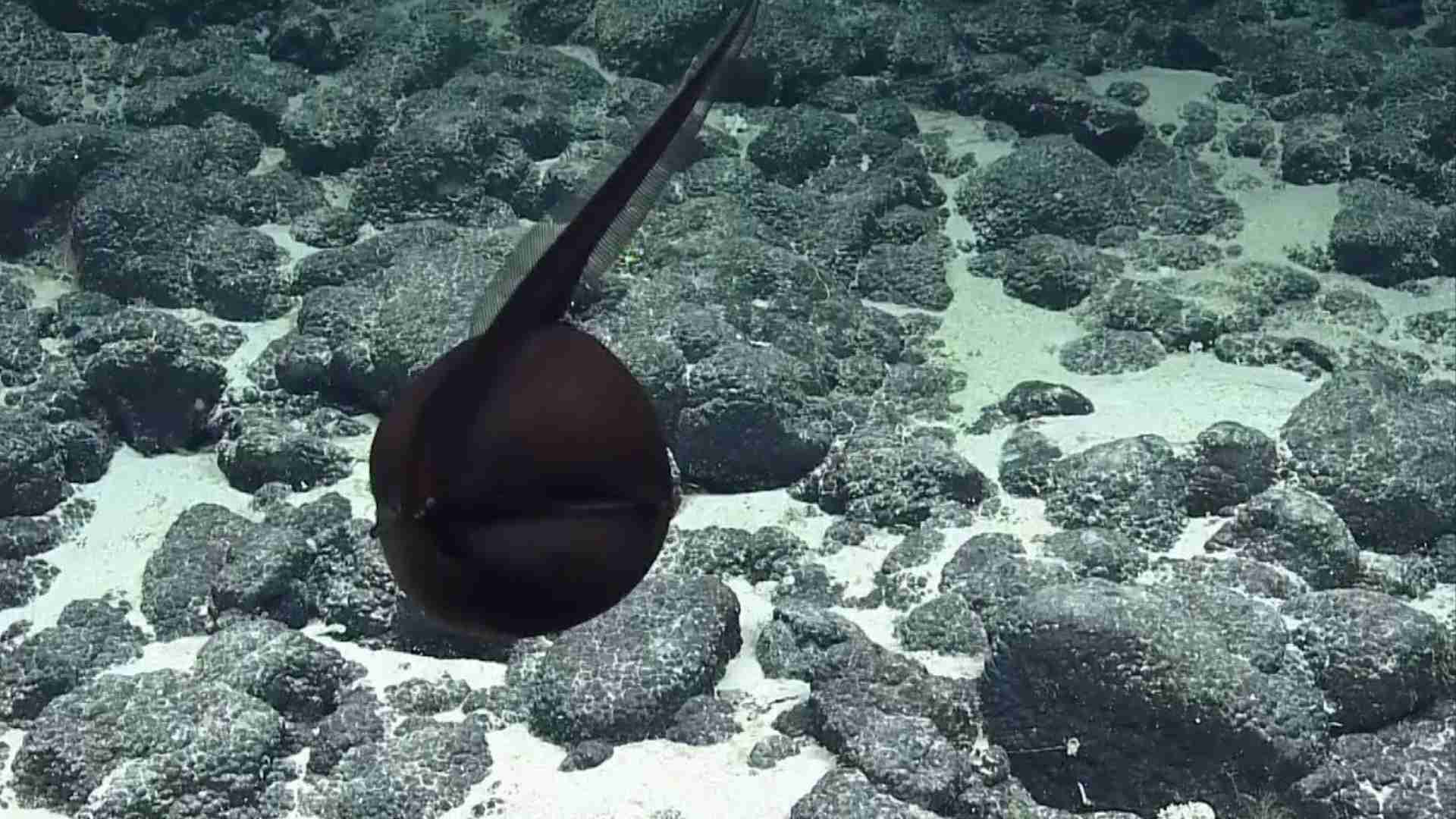 The 20 Ugliest Fish in the Ocean (With Photos) The 20 Ugliest Fish in the Ocean (With Photos)