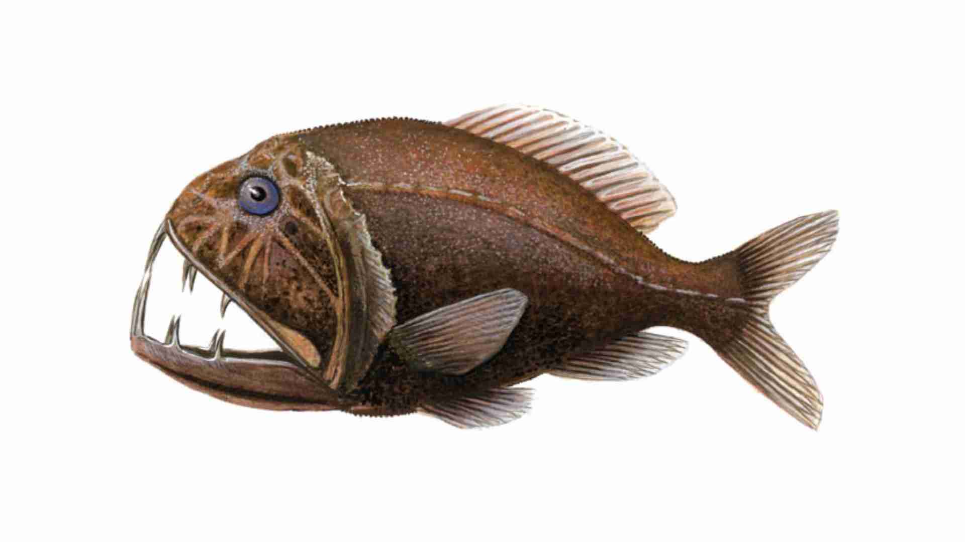 The 20 Ugliest Fish in the Ocean (With Photos) The 20 Ugliest Fish in the Ocean (With Photos)