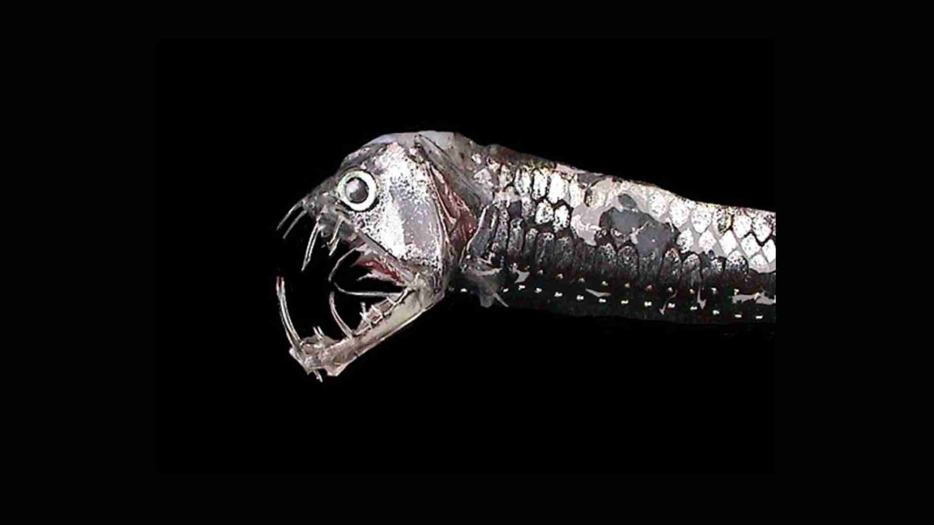The 20 Ugliest Fish in the Ocean (With Photos) The 20 Ugliest Fish in the Ocean (With Photos)