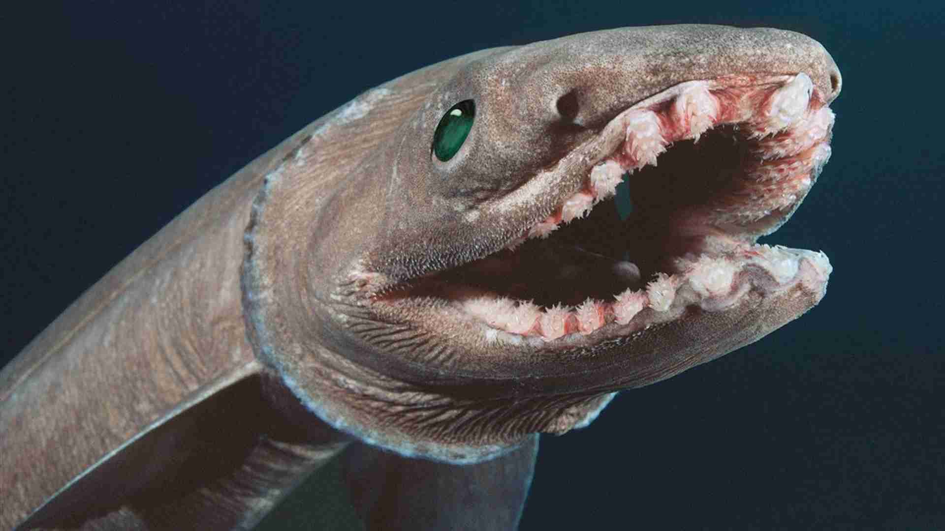 The 20 Ugliest Fish in the Ocean (With Photos) The 20 Ugliest Fish in the Ocean (With Photos)