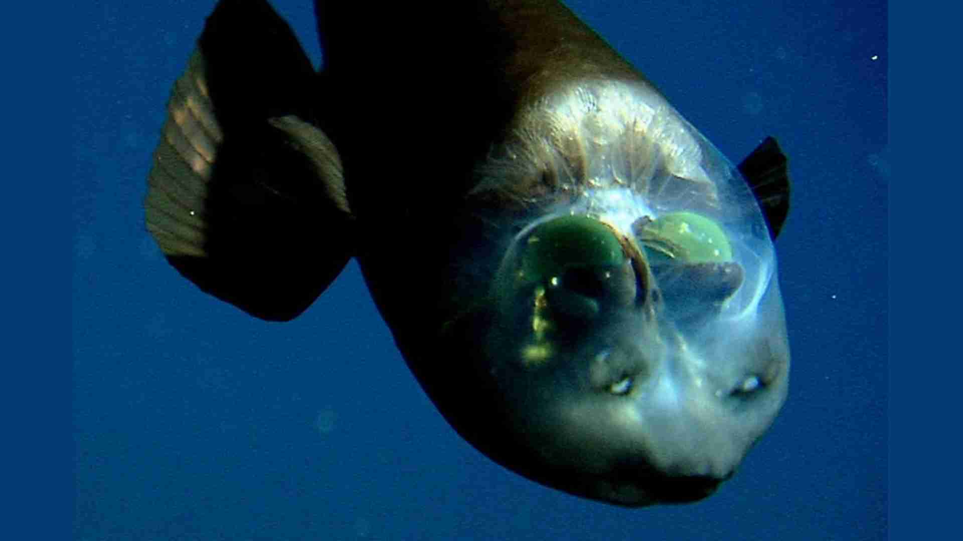 The 20 Ugliest Fish in the Ocean (With Photos) The 20 Ugliest Fish in the Ocean (With Photos)