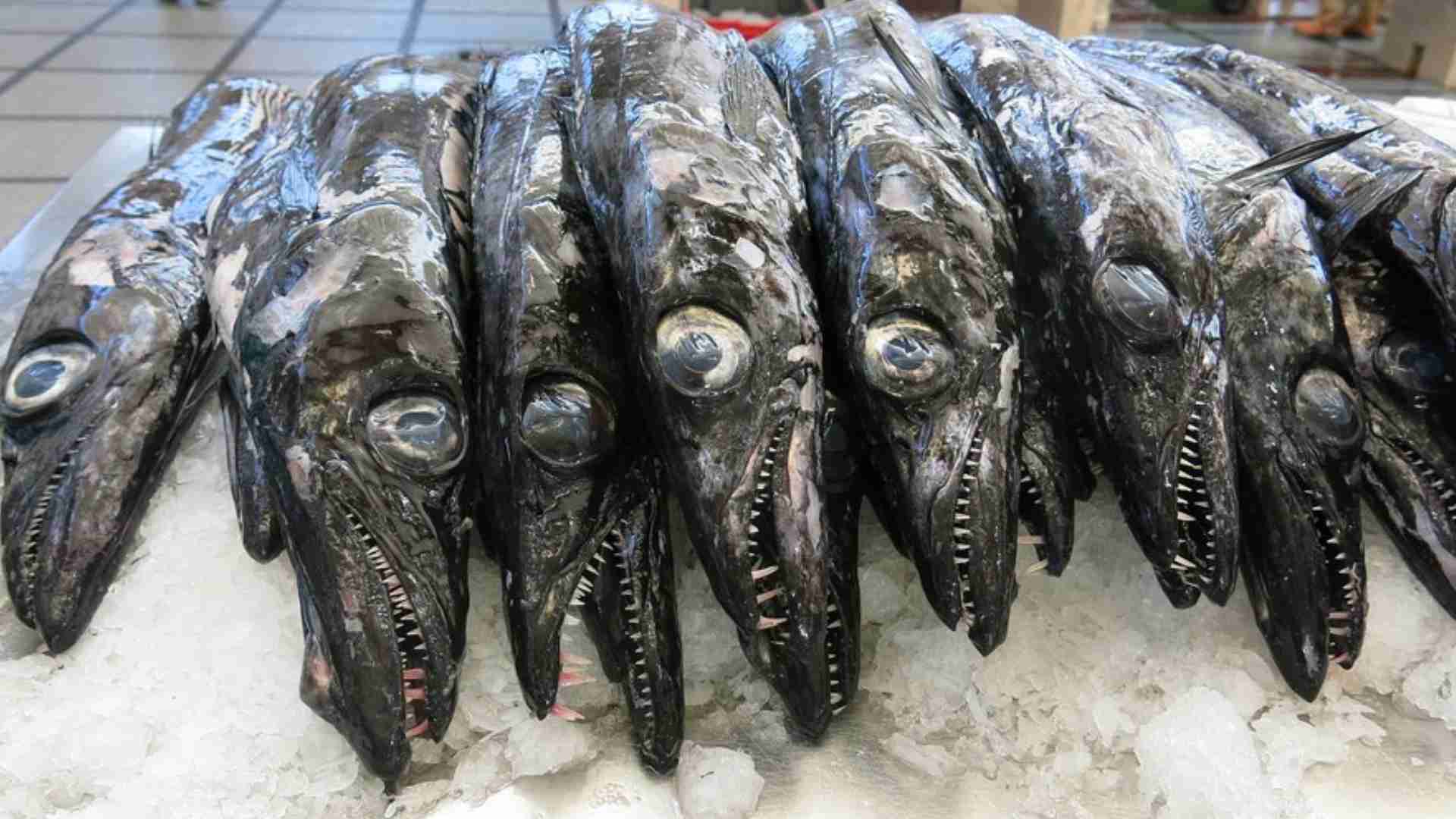 The 20 Ugliest Fish in the Ocean (With Photos) The 20 Ugliest Fish in the Ocean (With Photos)