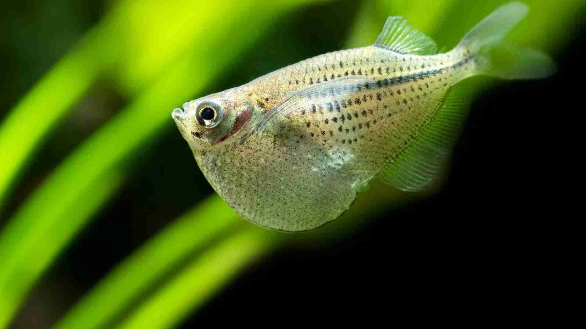 The 20 Ugliest Fish in the Ocean (With Photos) The 20 Ugliest Fish in the Ocean (With Photos)