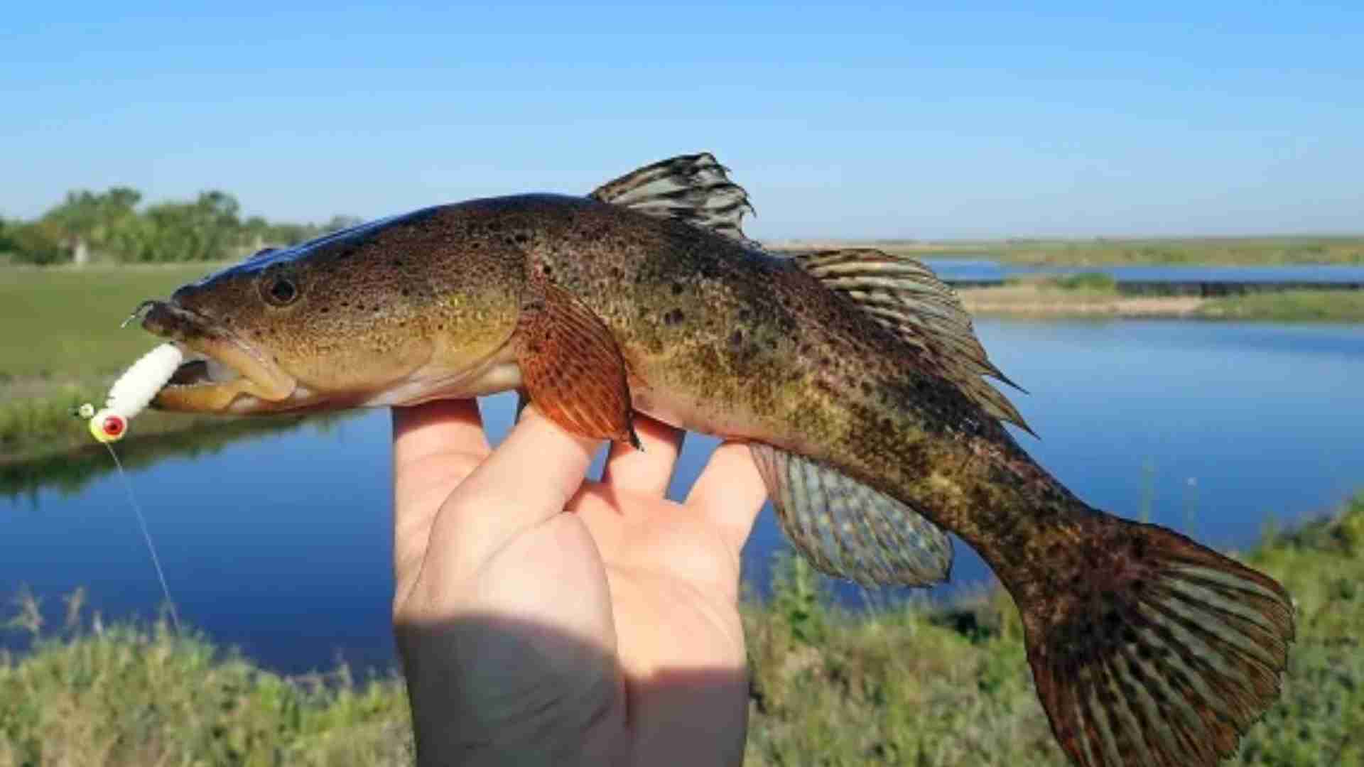 The 20 Ugliest Fish in the Ocean (With Photos) The 20 Ugliest Fish in the Ocean (With Photos)