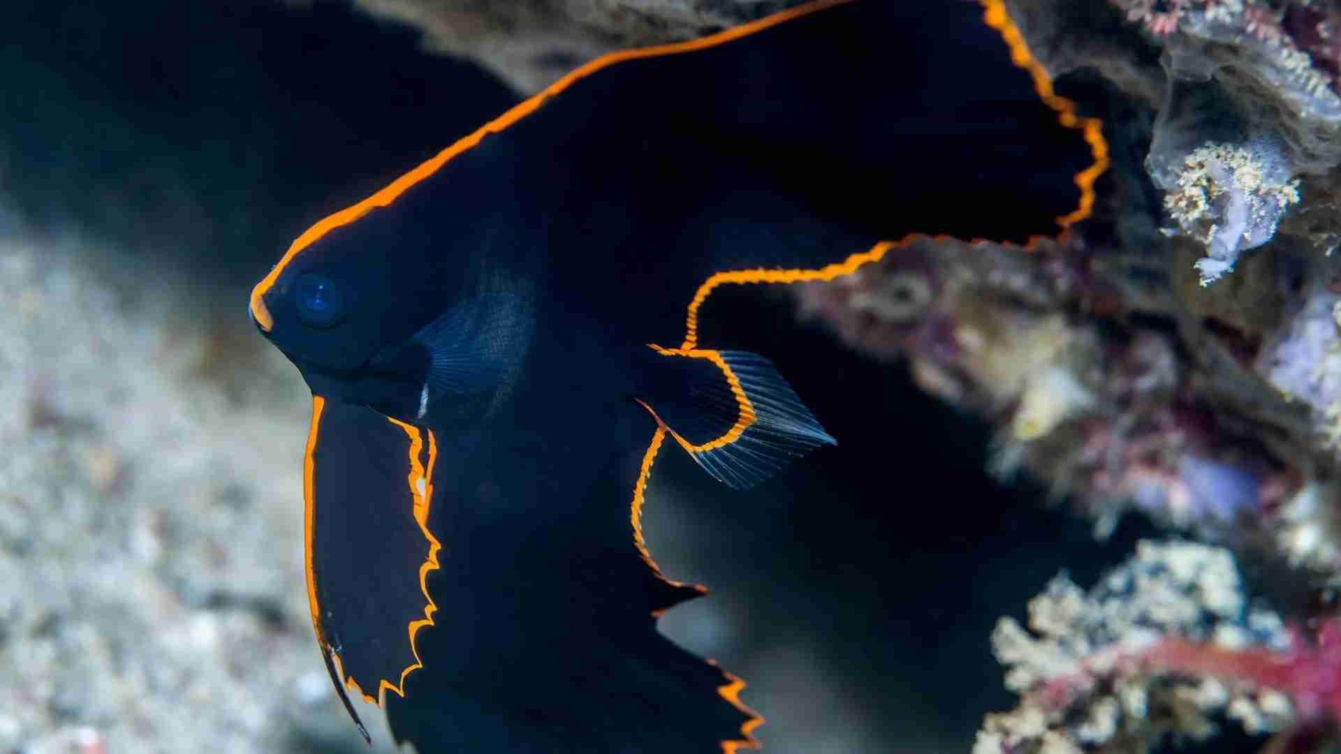 The 20 Ugliest Fish in the Ocean (With Photos) The 20 Ugliest Fish in the Ocean (With Photos)