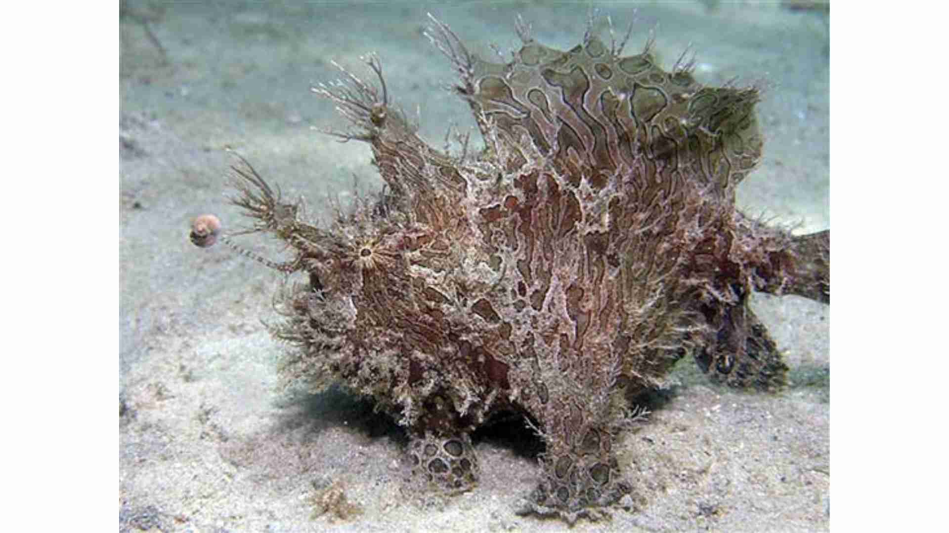 The 20 Ugliest Fish in the Ocean (With Photos) The 20 Ugliest Fish in the Ocean (With Photos)