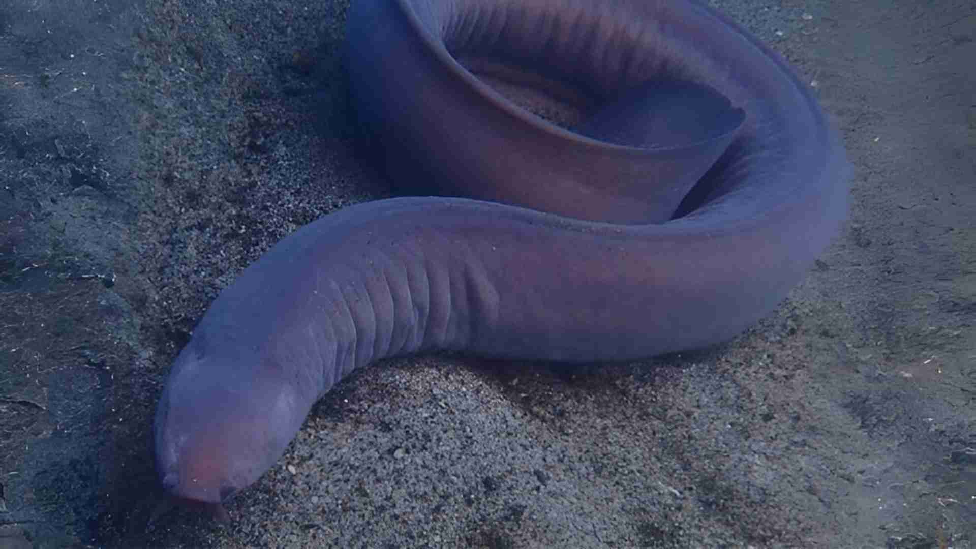 The 20 Ugliest Fish in the Ocean (With Photos) The 20 Ugliest Fish in the Ocean (With Photos)