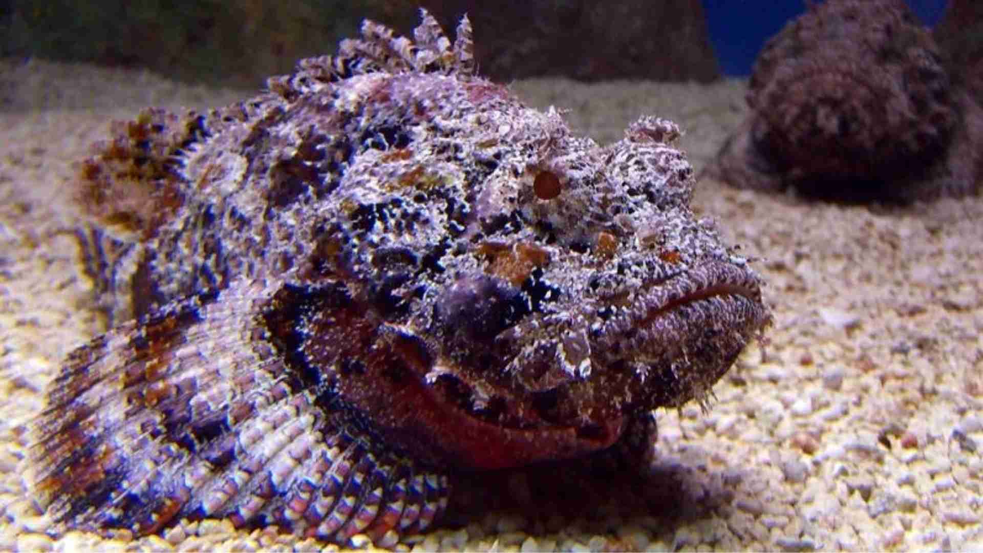 The 20 Ugliest Fish in the Ocean (With Photos) The 20 Ugliest Fish in the Ocean (With Photos)