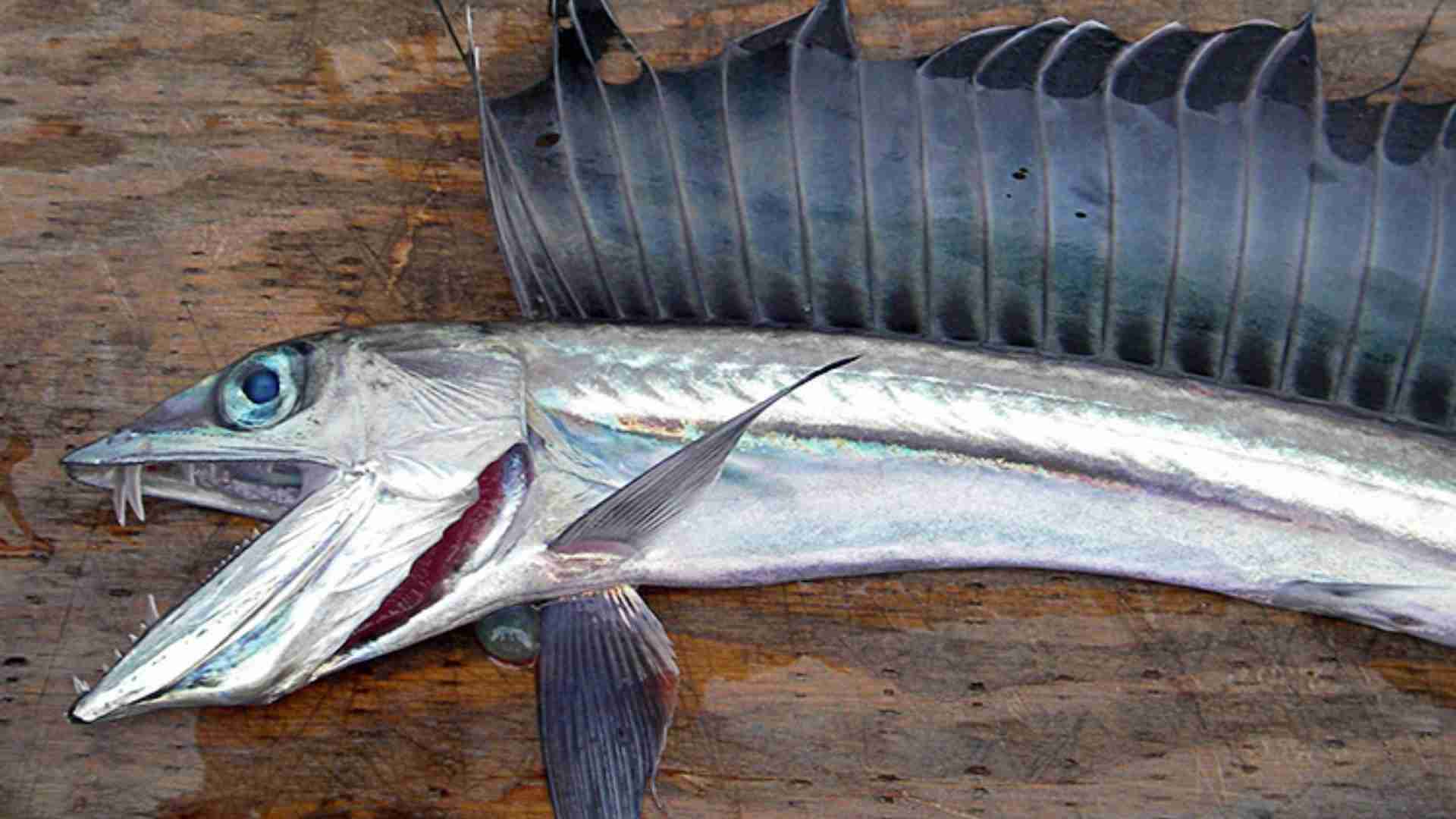 The 20 Ugliest Fish in the Ocean (With Photos) The 20 Ugliest Fish in the Ocean (With Photos)