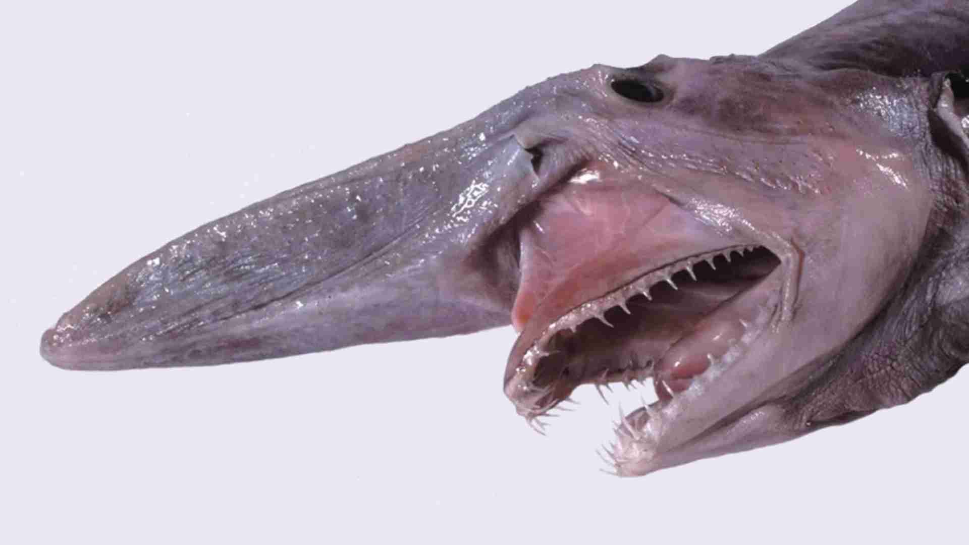 The 20 Ugliest Fish in the Ocean (With Photos) The 20 Ugliest Fish in the Ocean (With Photos)