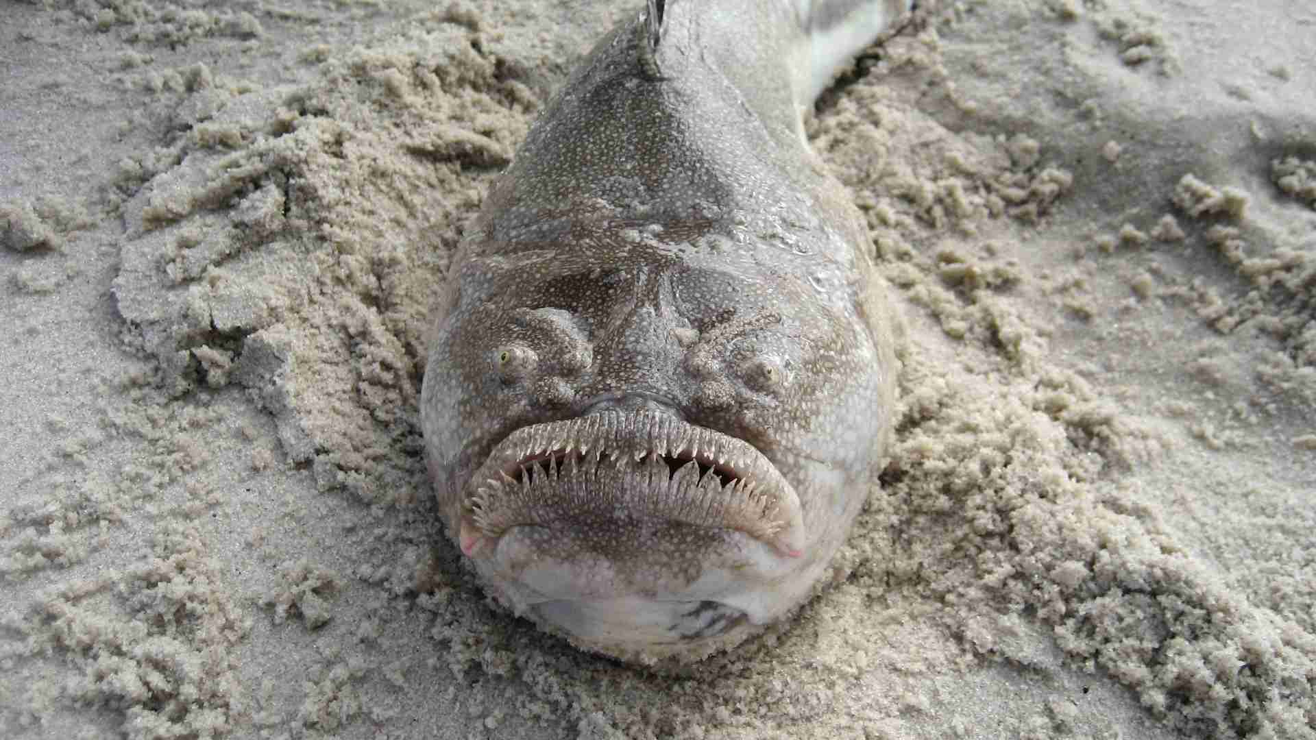 The 20 Ugliest Fish in the Ocean (With Photos) The 20 Ugliest Fish in the Ocean (With Photos)