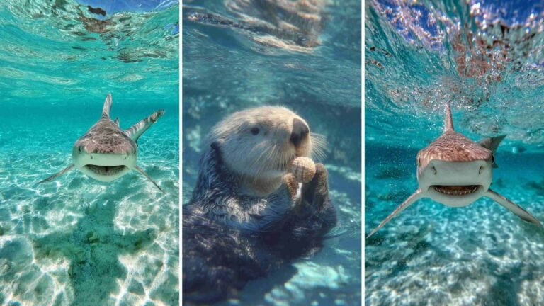 Cute Ocean 4K HD Wallpapers